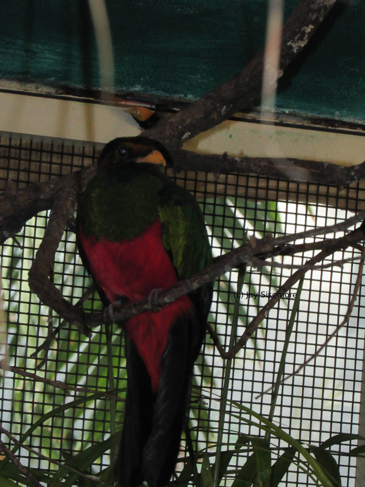 Two Golden Heads, One Photo