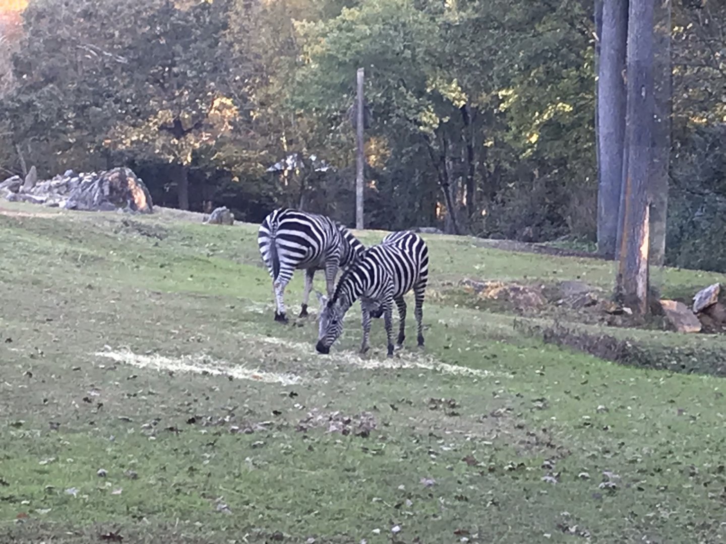 Two Grant's Zebras at Forest Edge