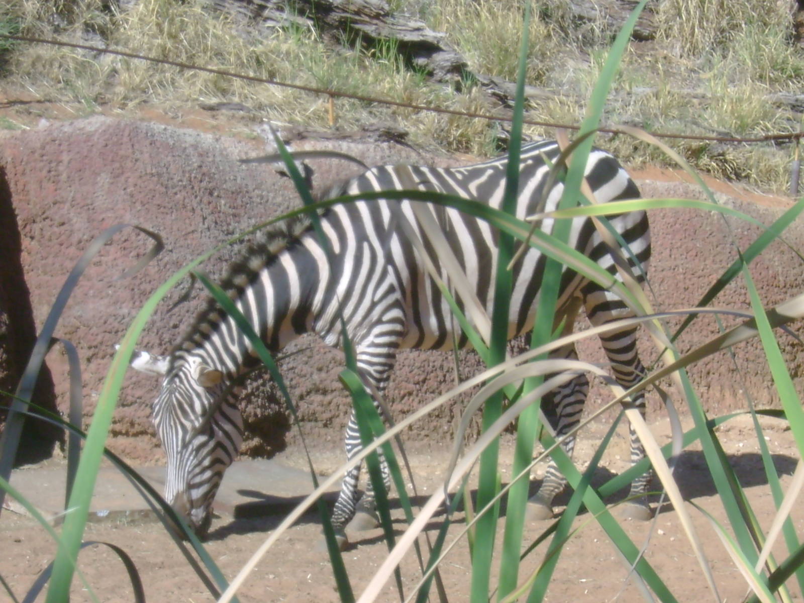 Two Grant's Zebras