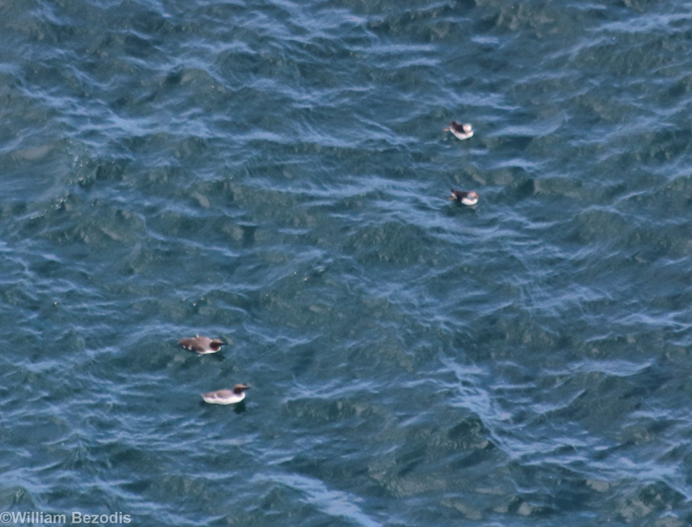 Two Guillemots (left) and Two Puffins (right) - RSPB Bempton Cliffs