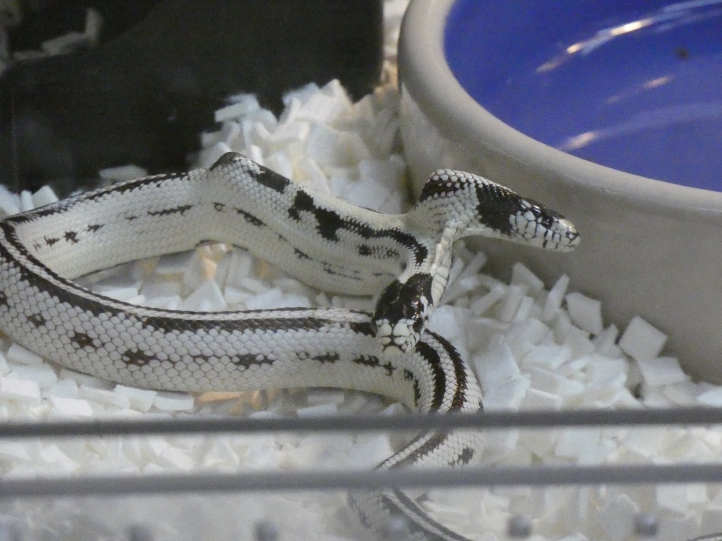 Two headed California kingsnake "Zeke" and "Angel"