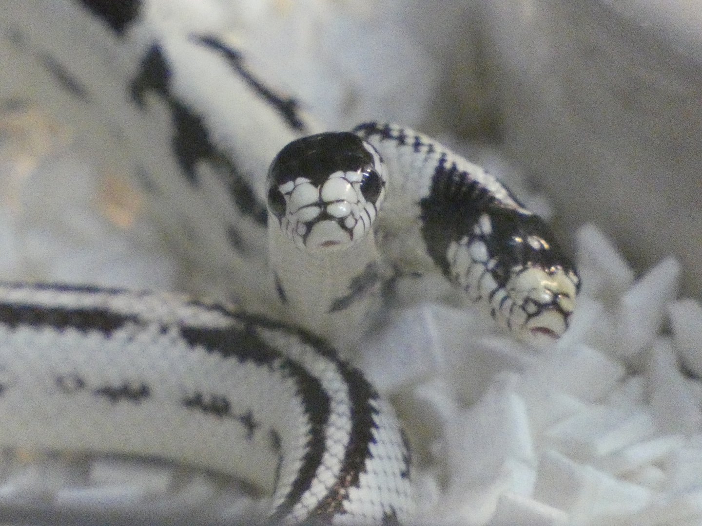Two headed California kingsnake "Zeke" and "Angel"