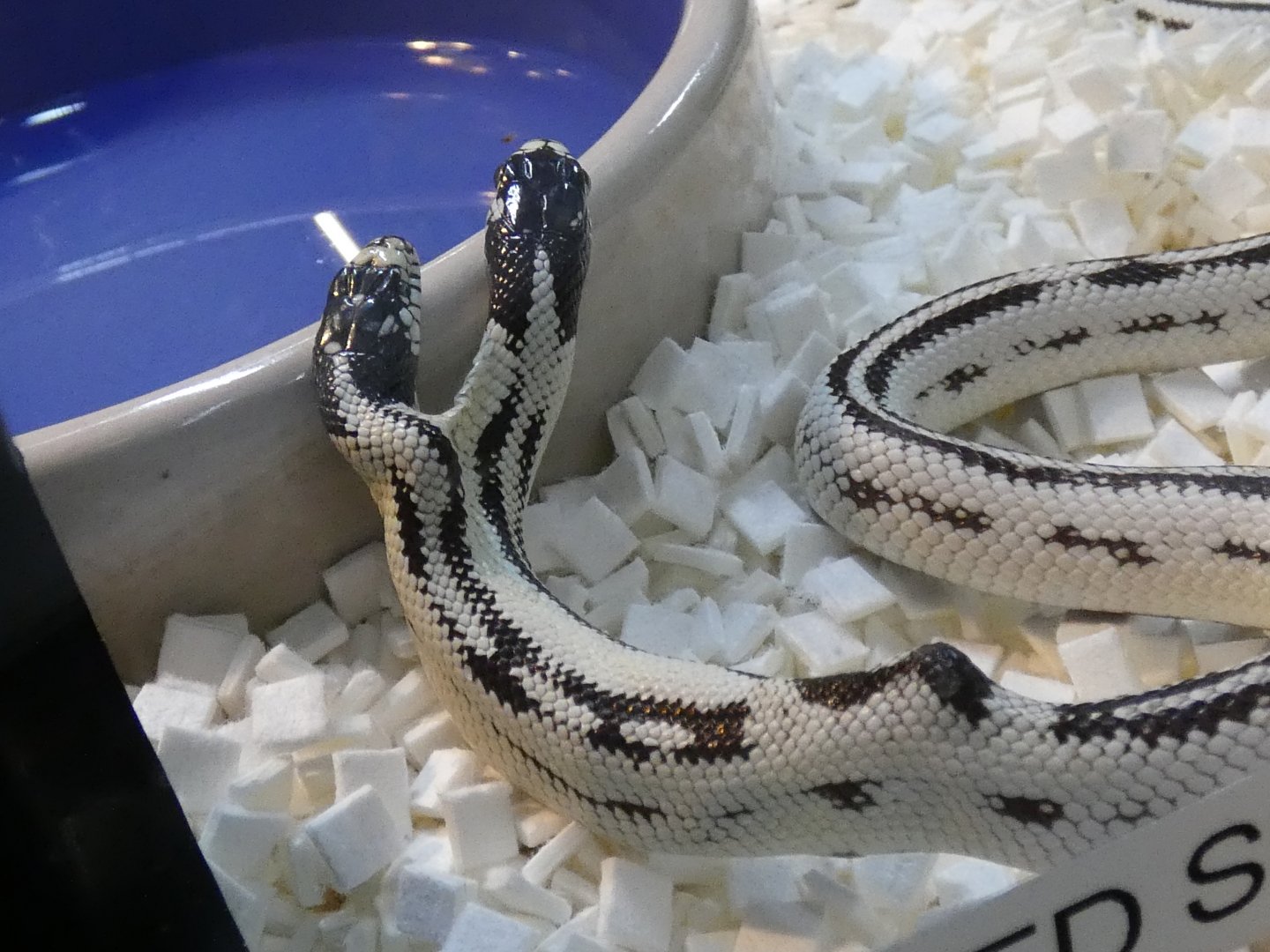 Two headed California kingsnake "Zeke" and "Angel"