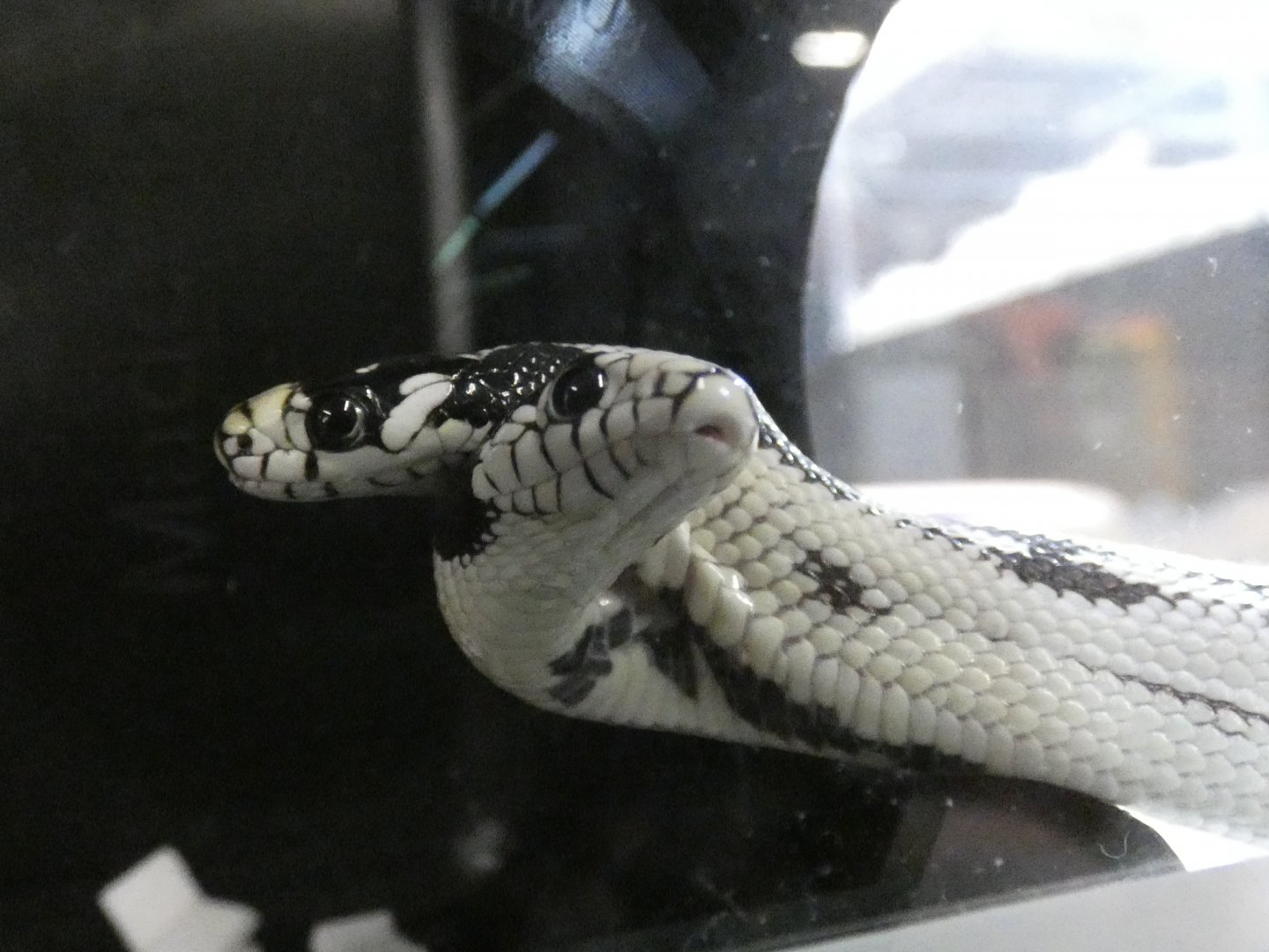 Two headed California kingsnake "Zeke" and "Angel"