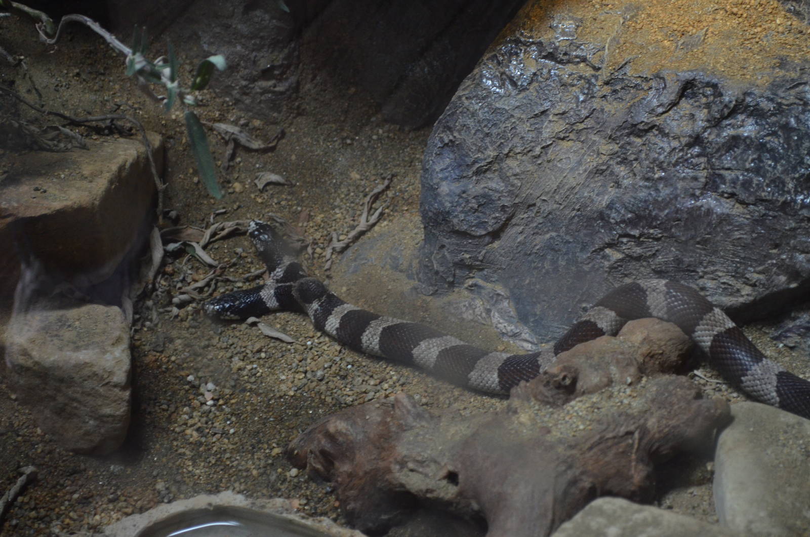 Two-headed California Kingsnake