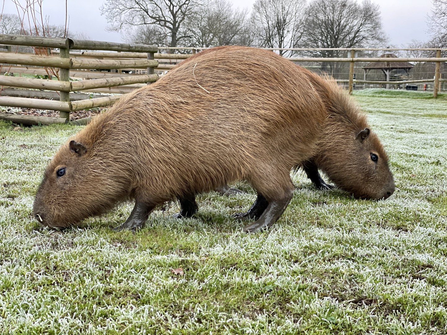 Two-headed capybara