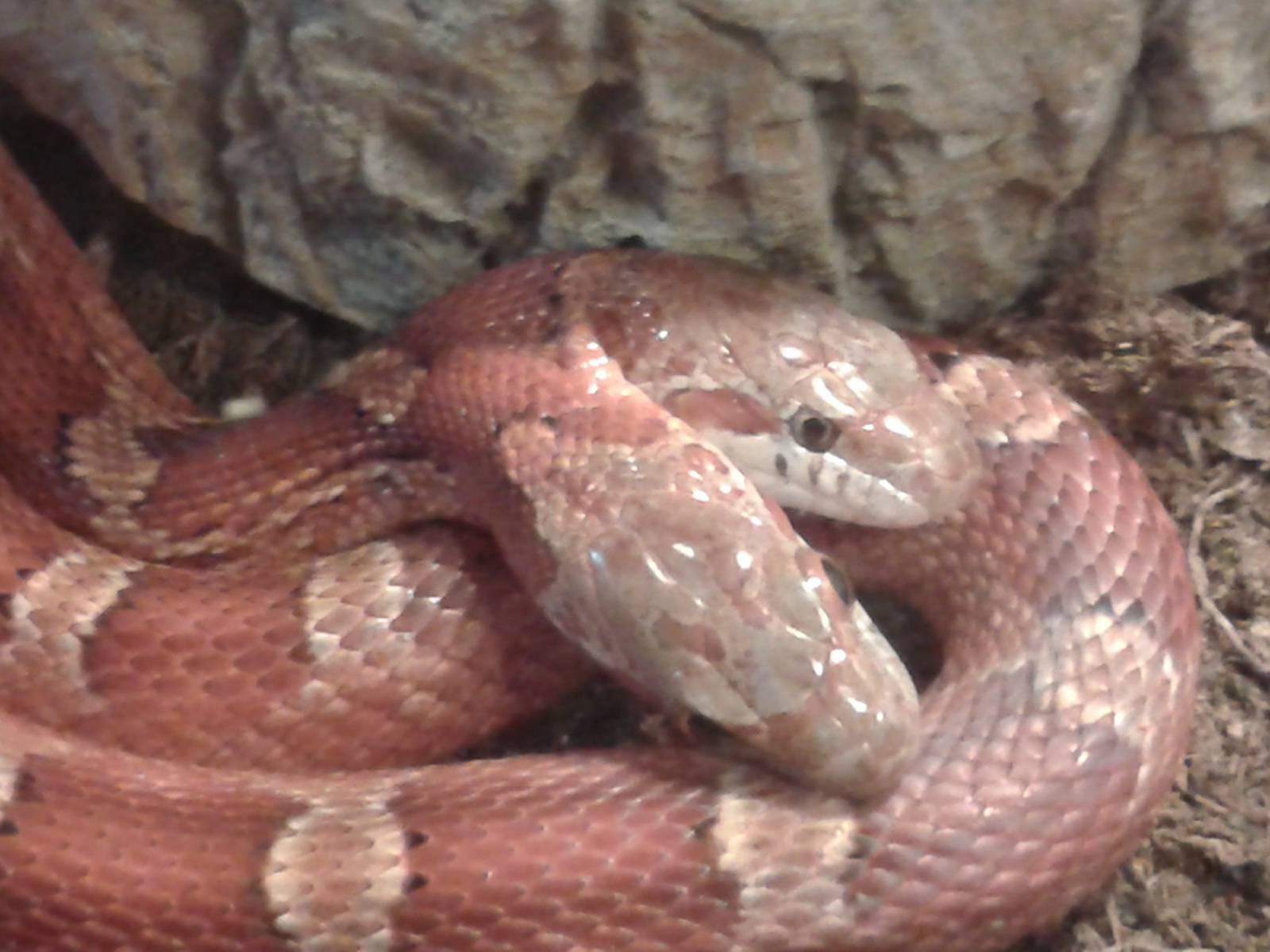 Two-headed cornsnake