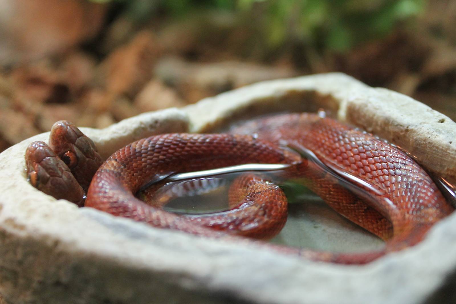 Two-headed Cornsnake