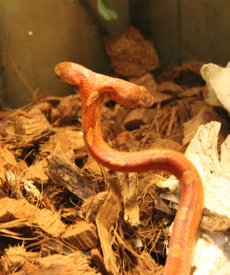 Two-headed cornsnake