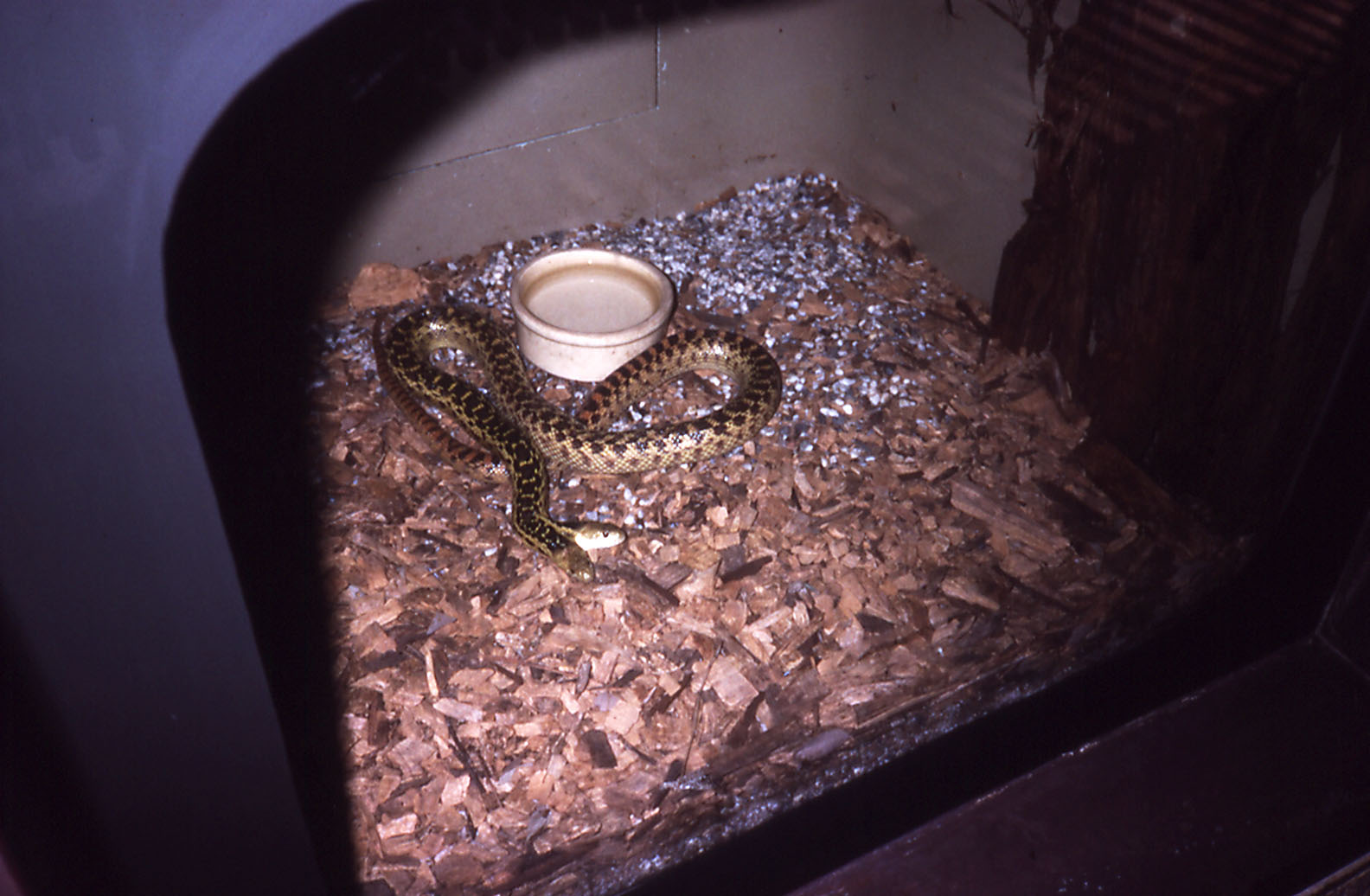 Two-headed Gopher Snake - 1988