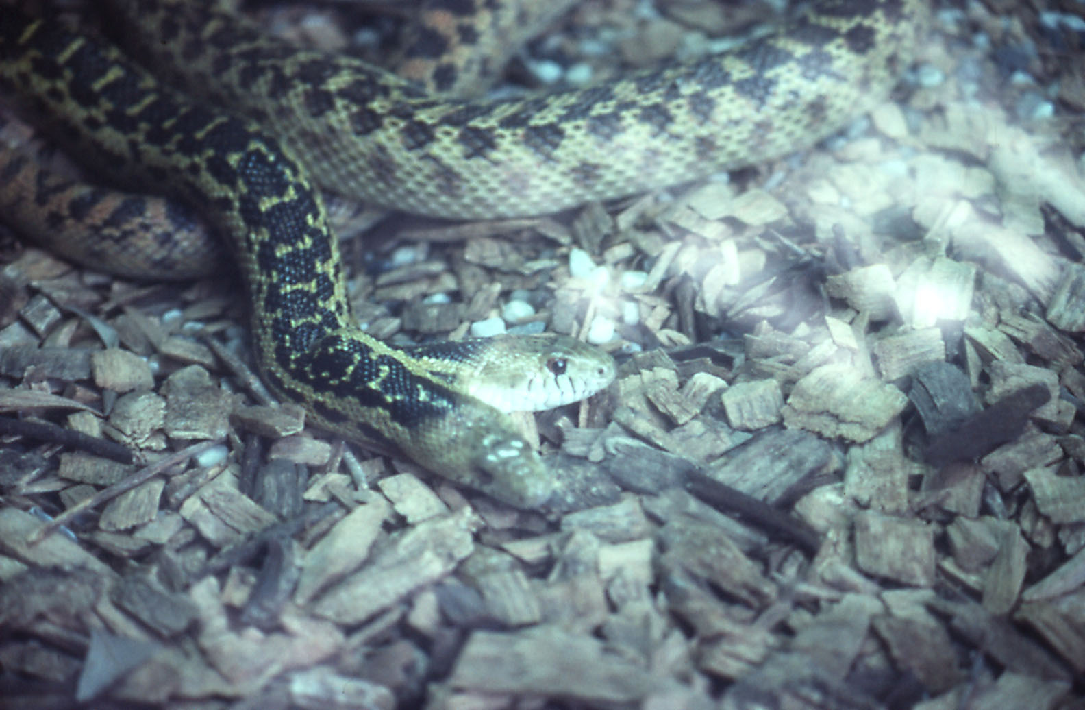 Two-headed Gopher Snake - 1988