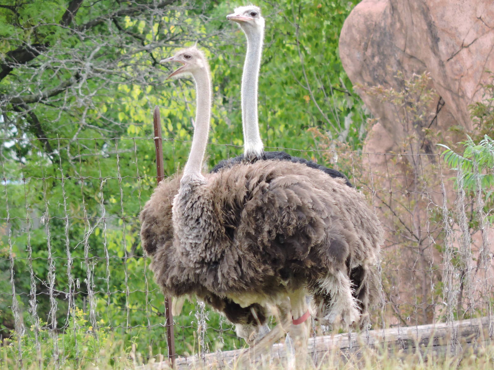 Two headed ostrich