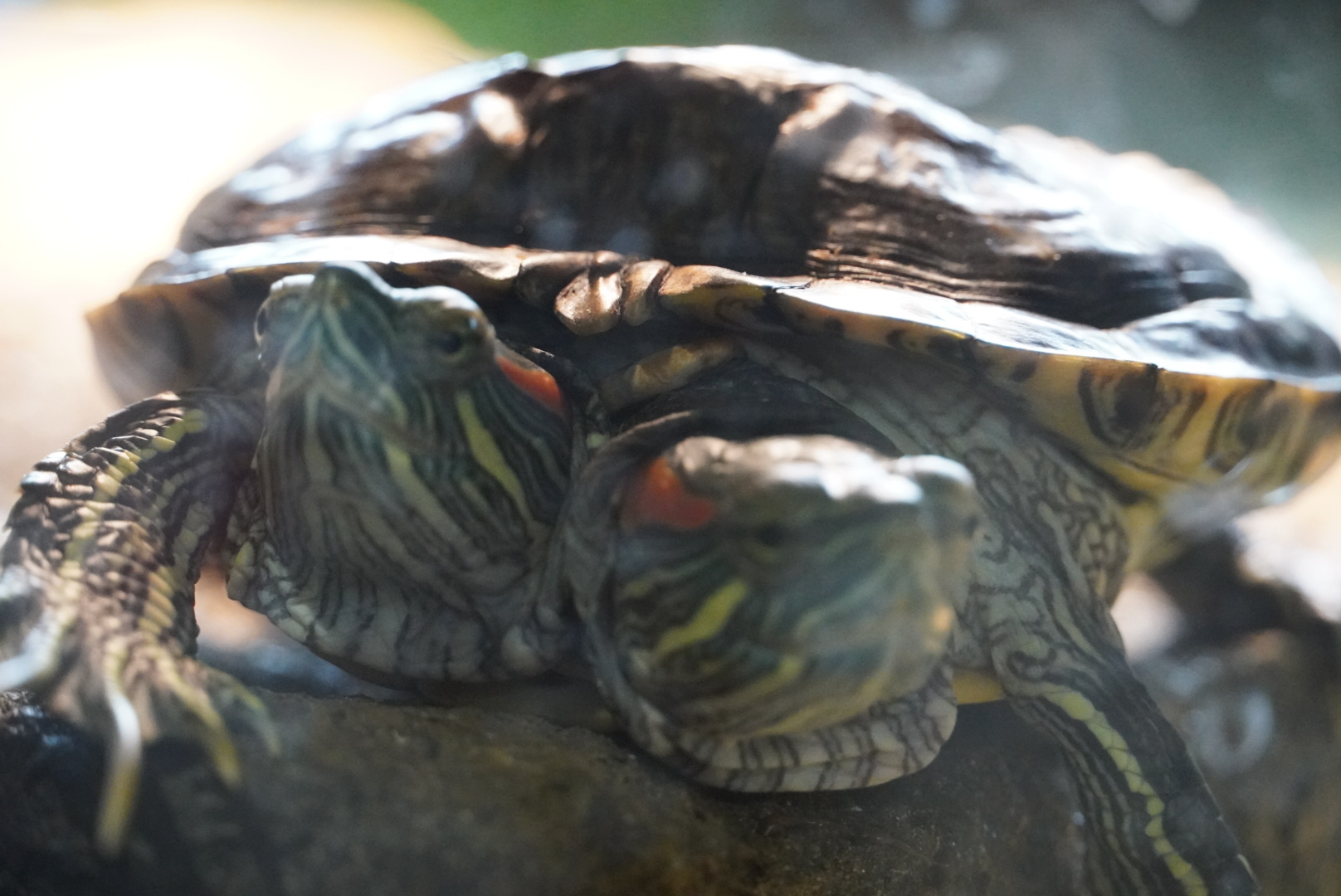 Two Headed Red Eared Slider “Chopstix”