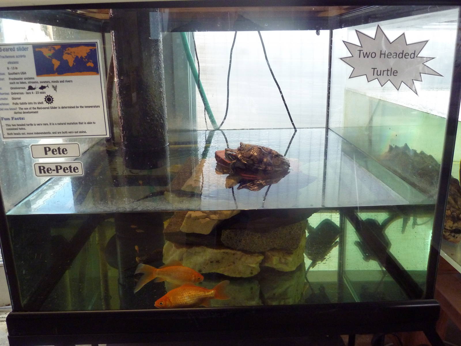 Two-Headed Red-Eared Slider Exhibit