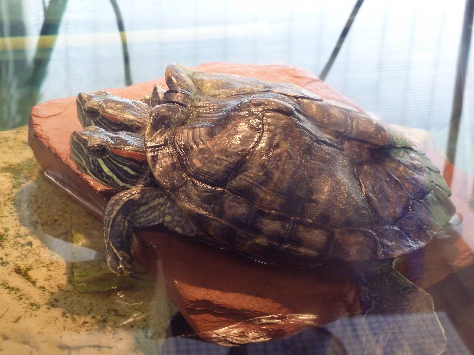 Two-Headed Red-Eared Slider