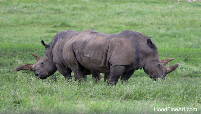 two headed rhinoceros
