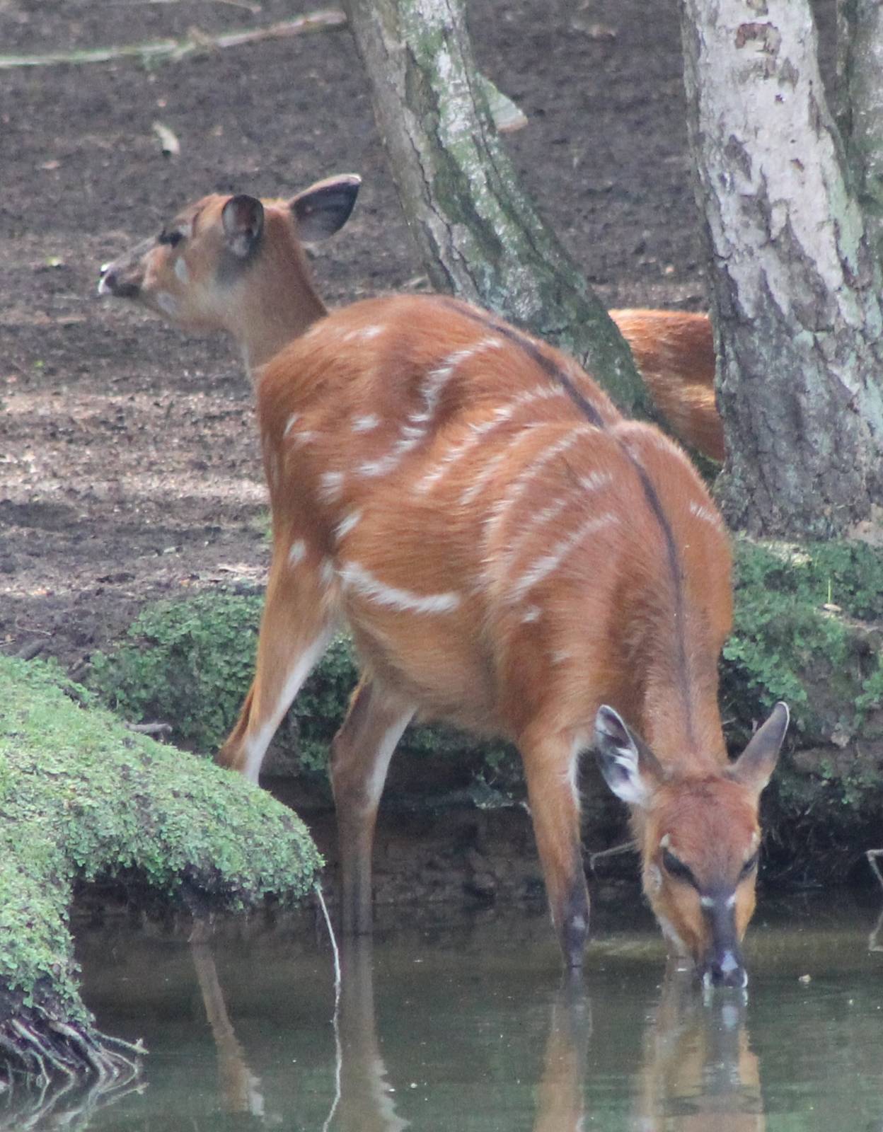 Two-headed sitatounga ?