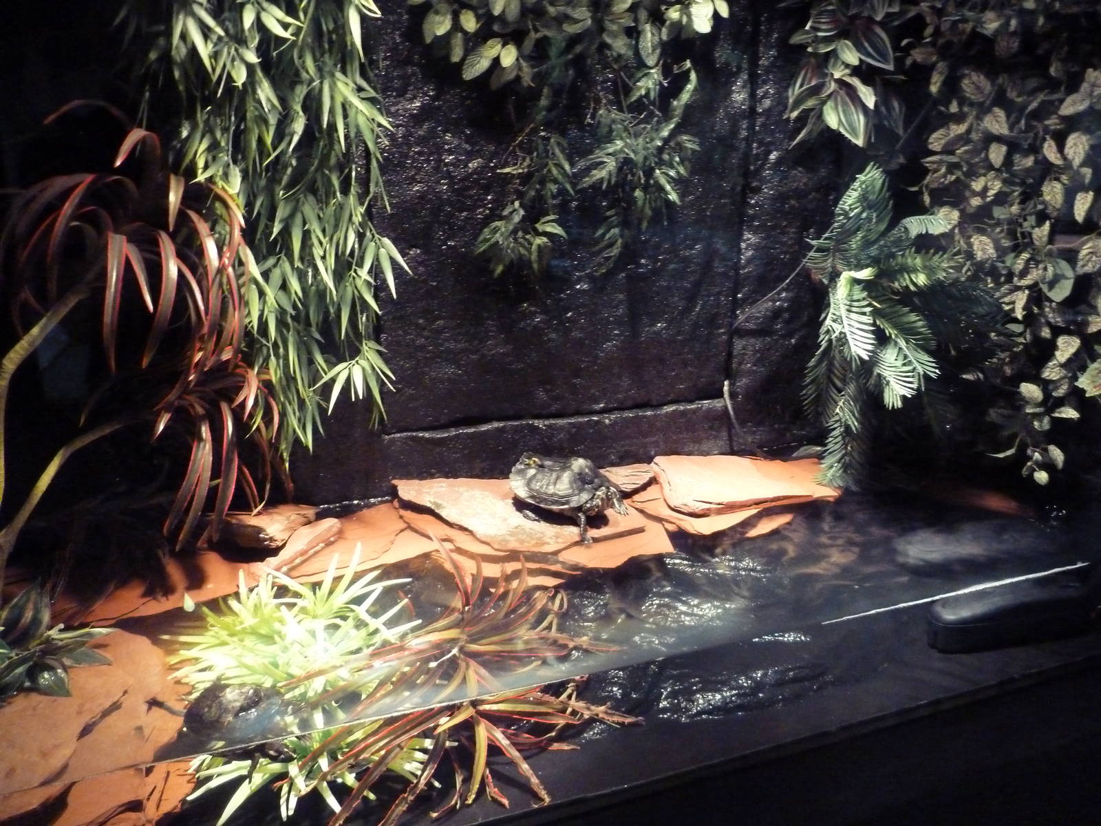 Two-Headed Turtle Exhibit