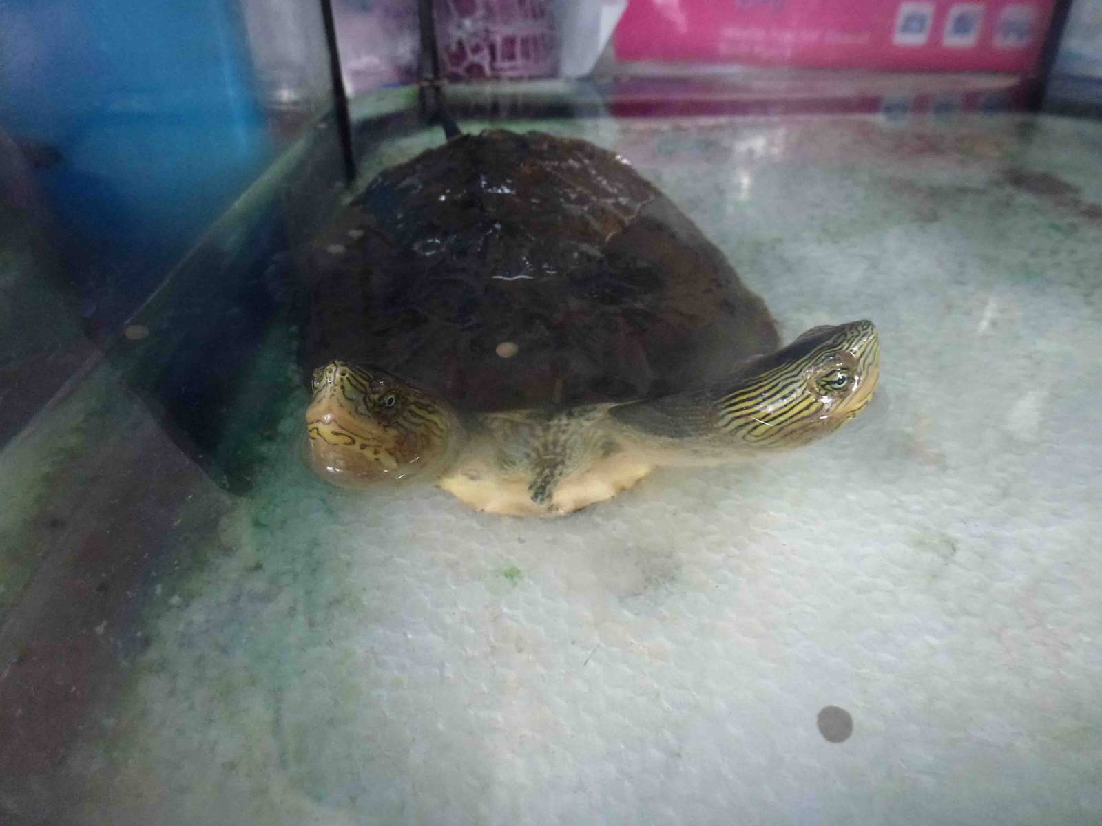 Two-headed turtle, July 2013.