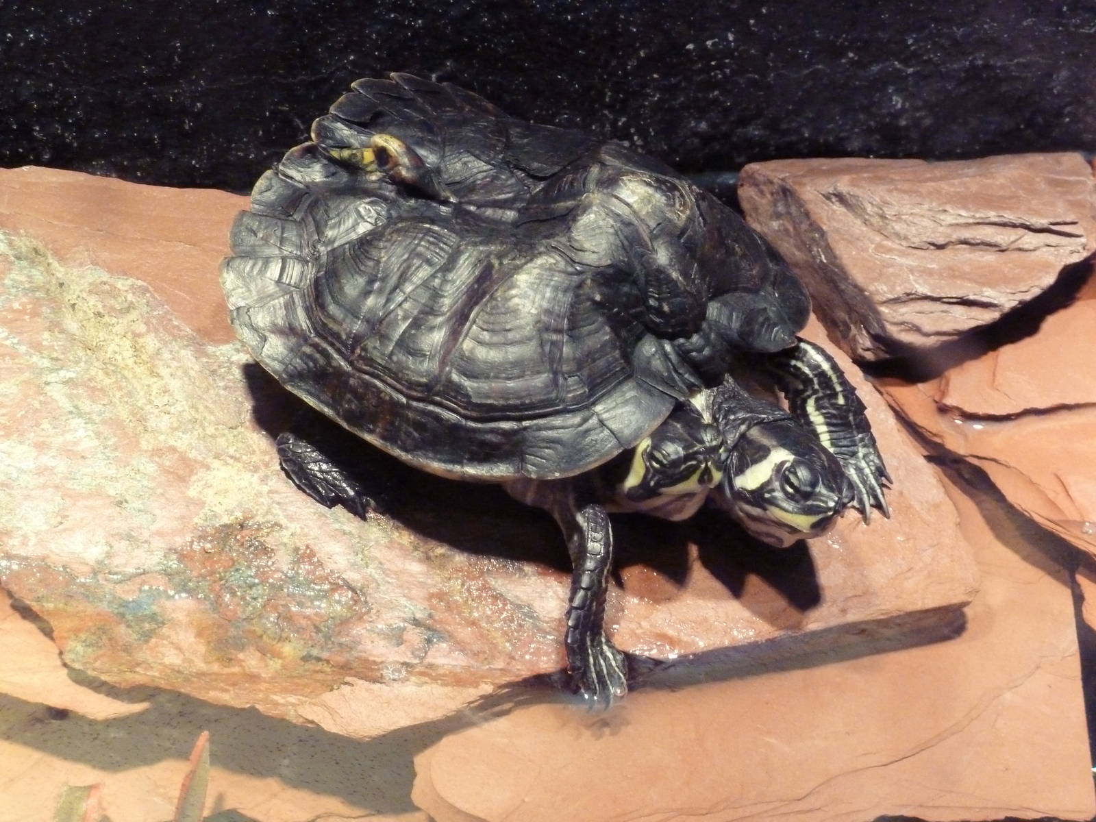 Two-Headed Turtle