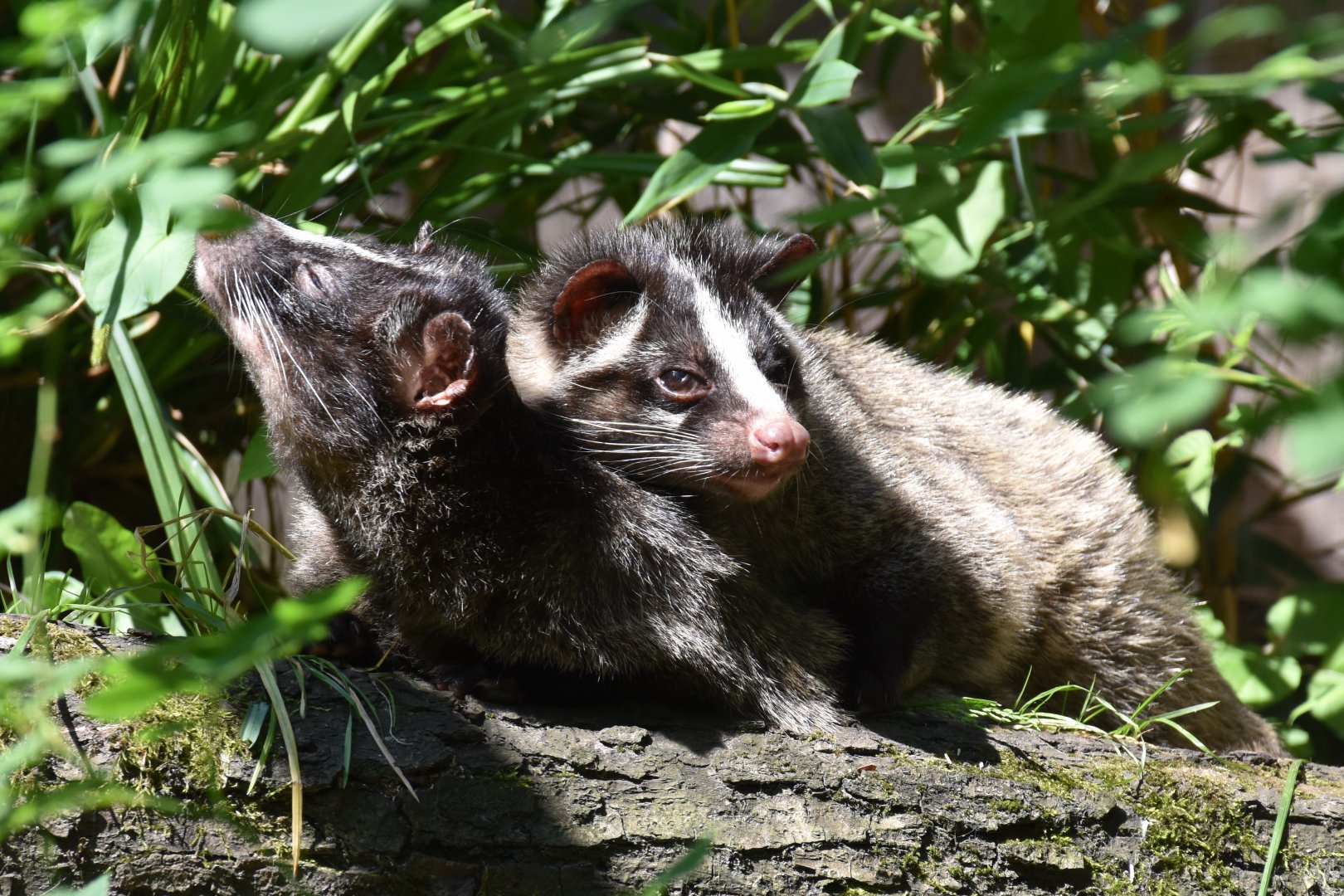 Two himmalayan masked civets