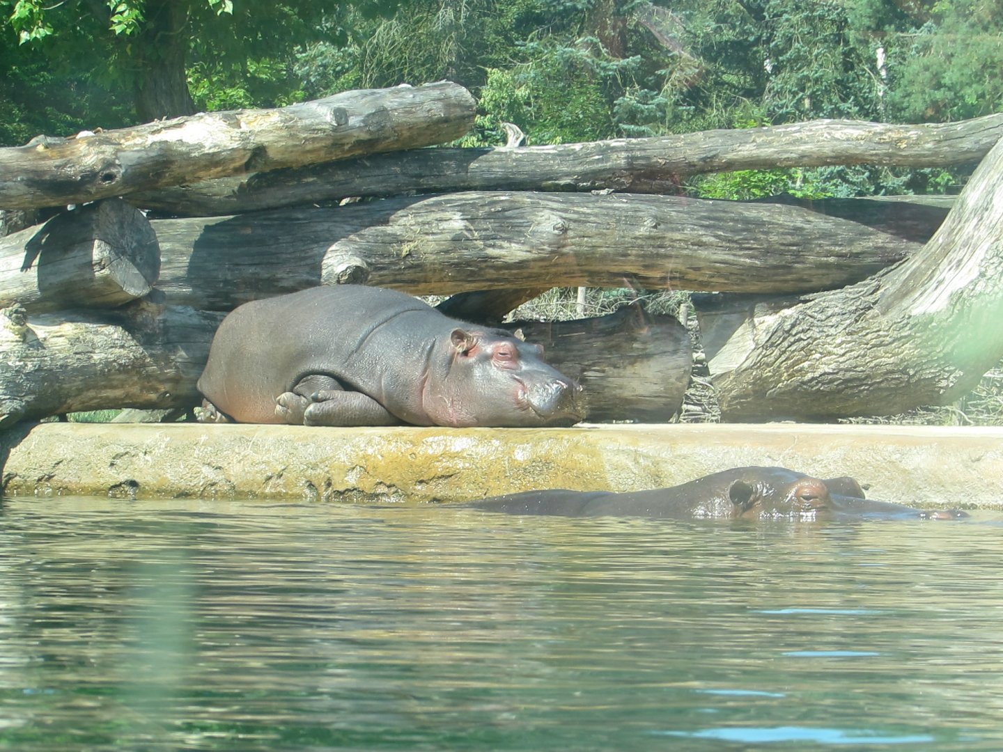 Two Hippos - July/2017