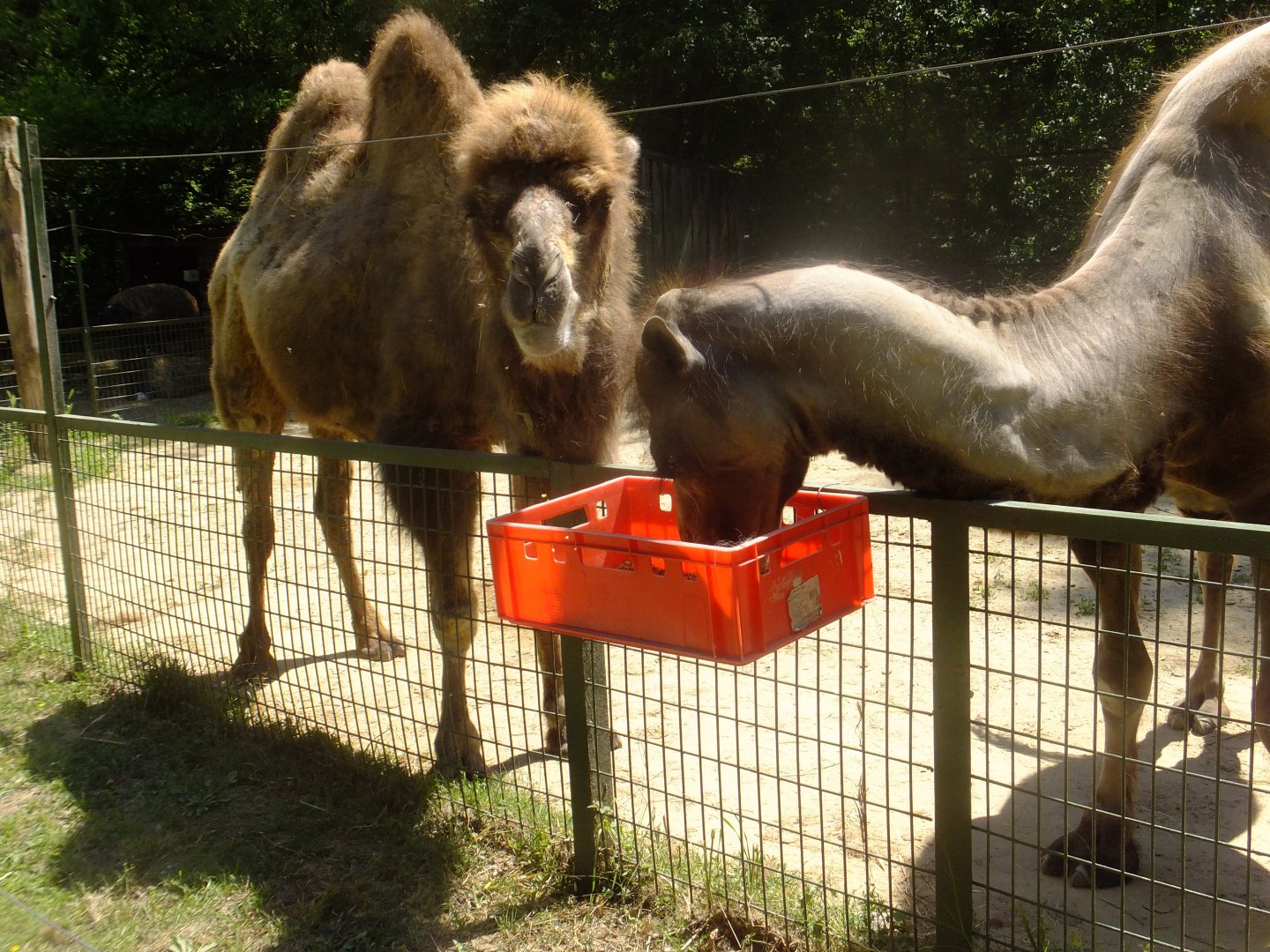 Two-humped camel feeding