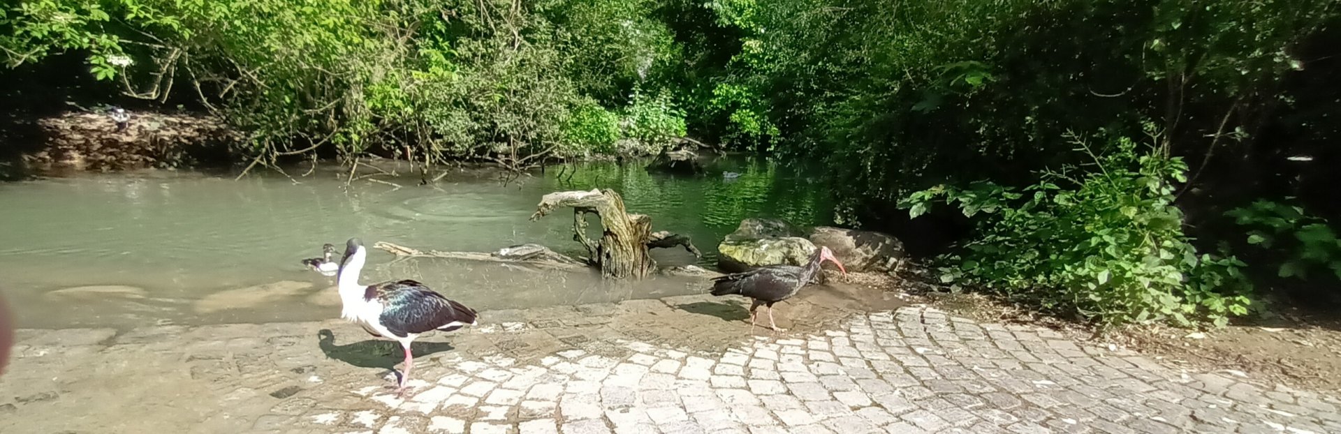 two Ibis Species one Photo
