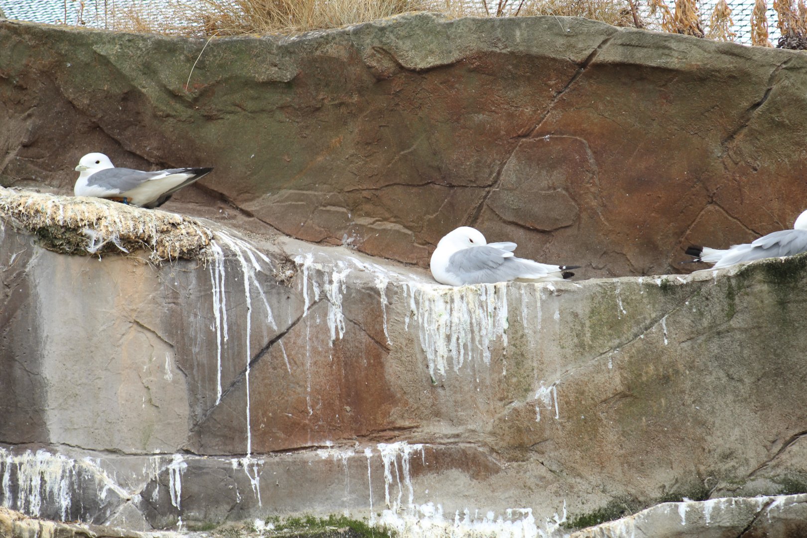 Two Kittiwake Species
