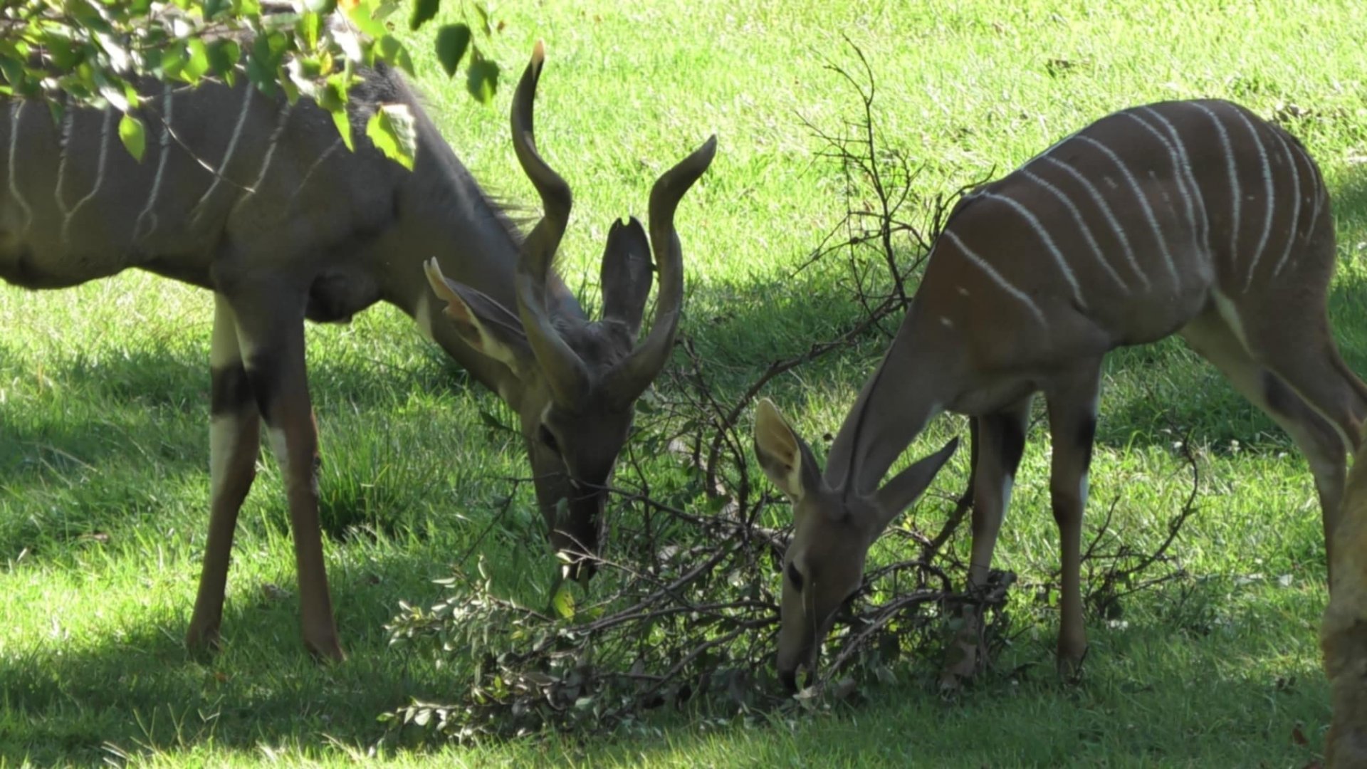 Two kudus sharing a snack together