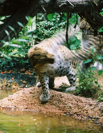 two leopards sparring