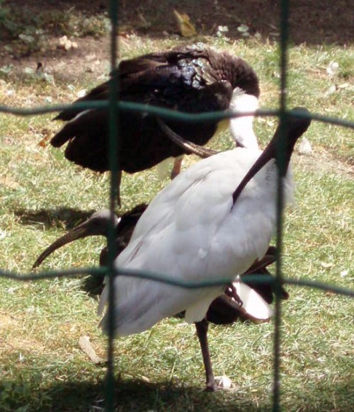 Two less common Threskiornis ibises