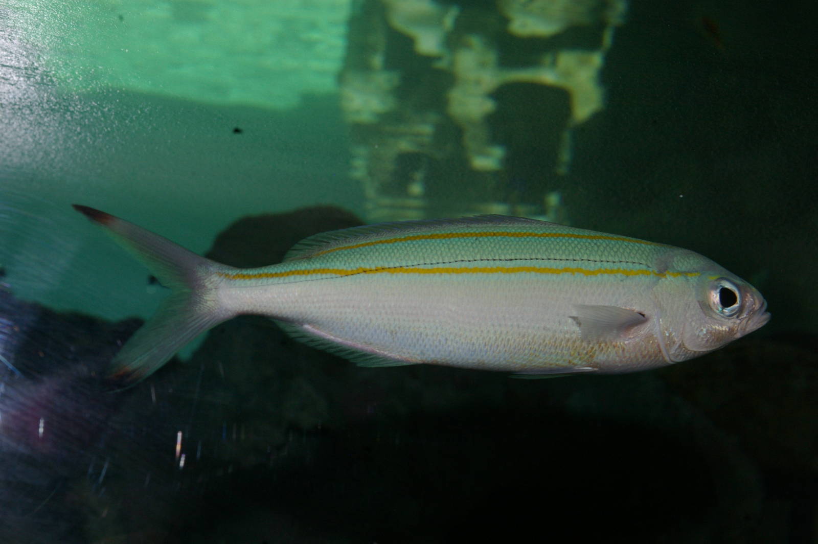 two-lined fusilier (Pterocaesio digramma)