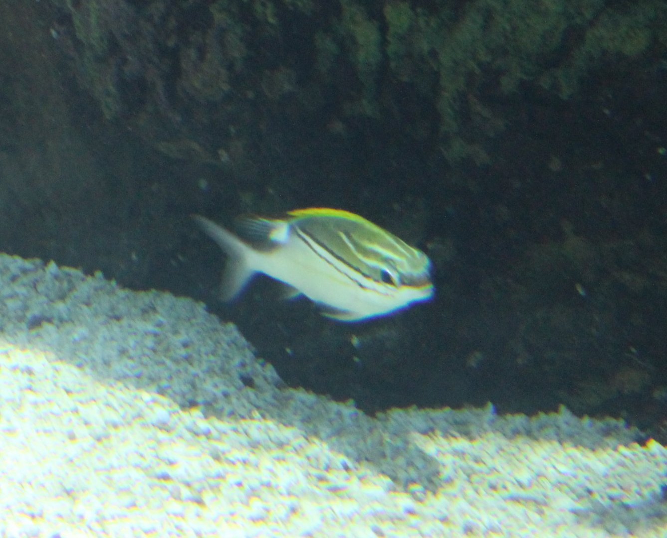 Two-lined Monocle Bream - Scolopsis bilineata
