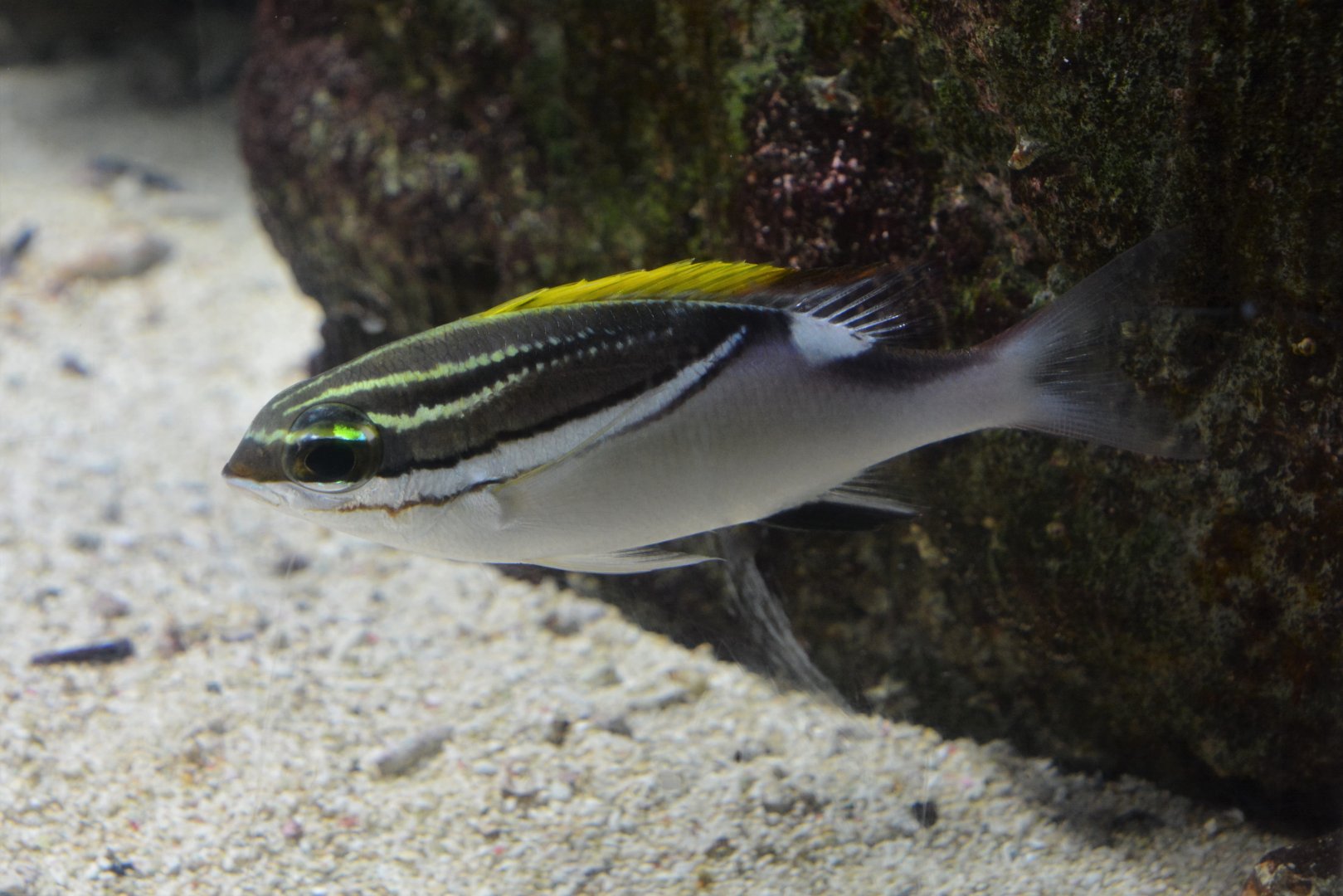Two-lined monocle bream (Scolopsis bilineata)