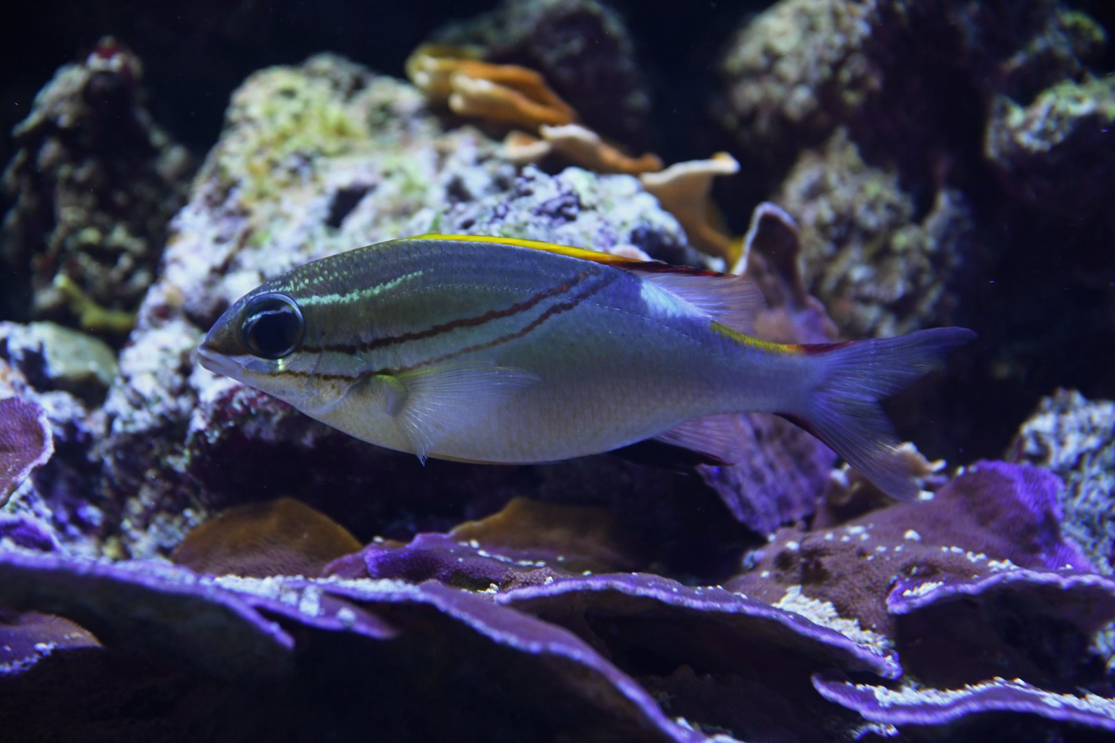 Two-lined monocle bream Scolopsis bilineata