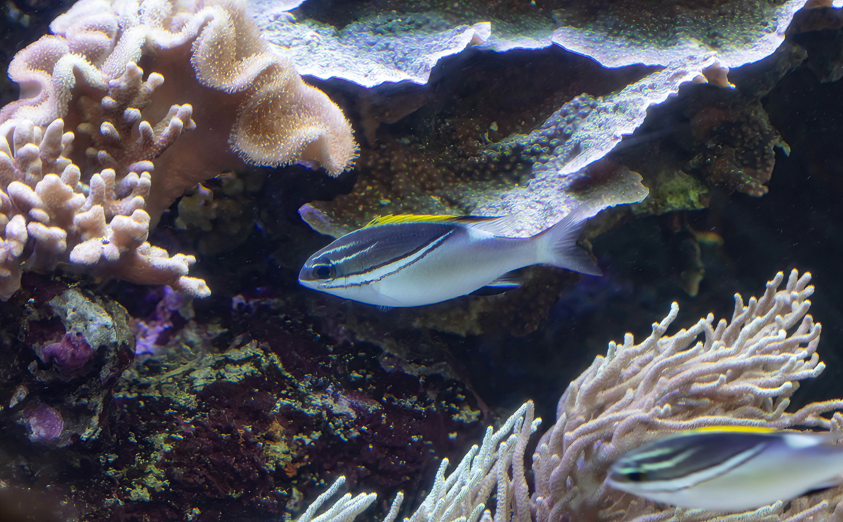 Two-lined Monocled Bream