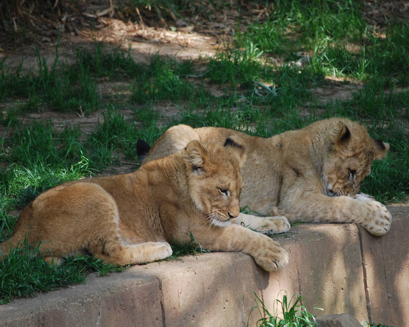 Two lion cubs