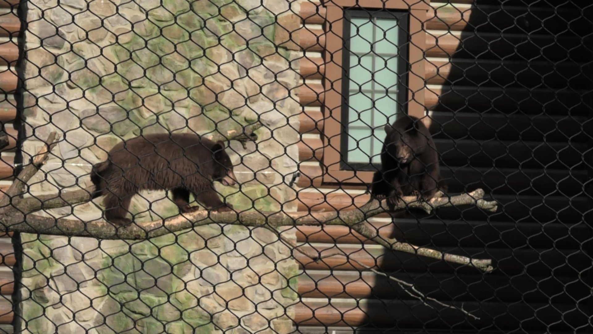 Two little bears hanging in tree