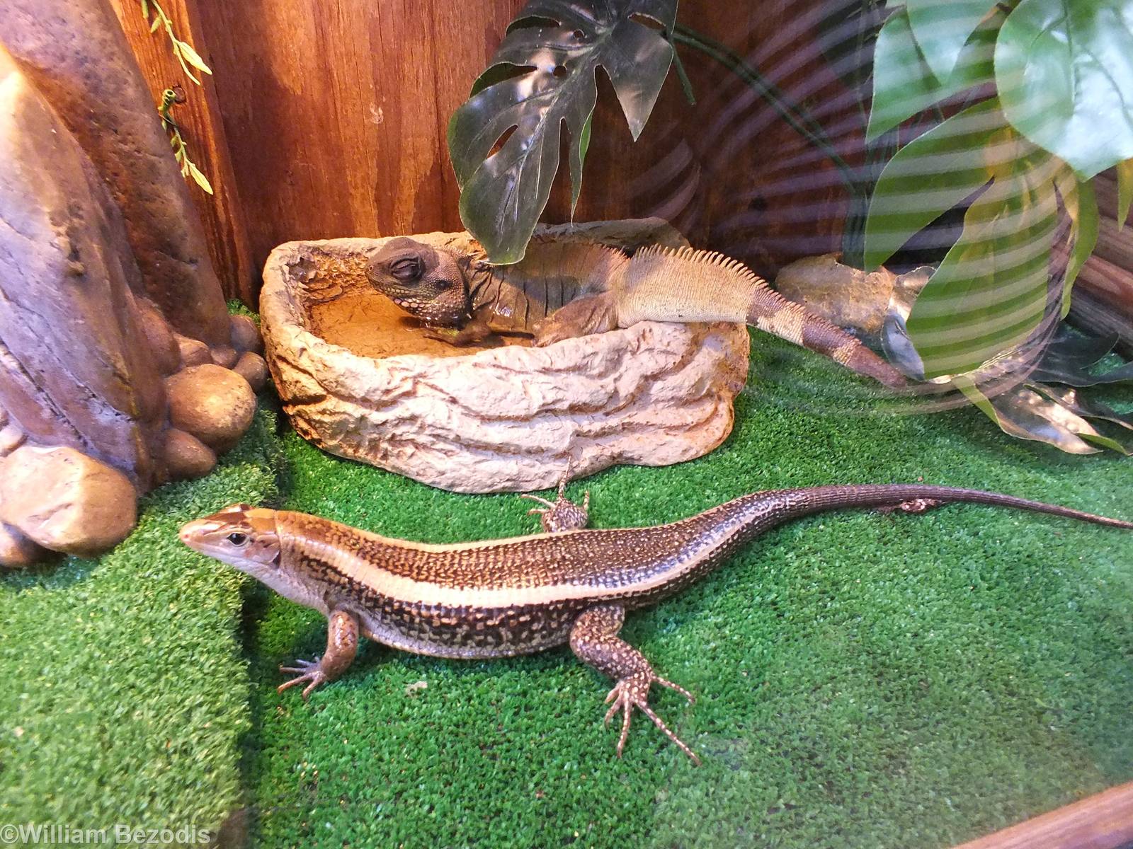 Two Lizards in Mixed Species Enclosure. Water Dragon and Gerrhosaurus nigro