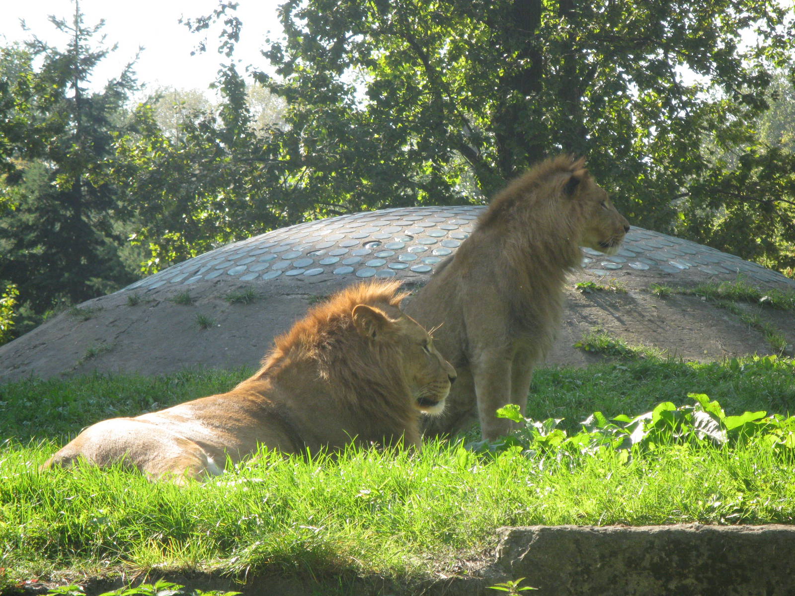 Two male lions