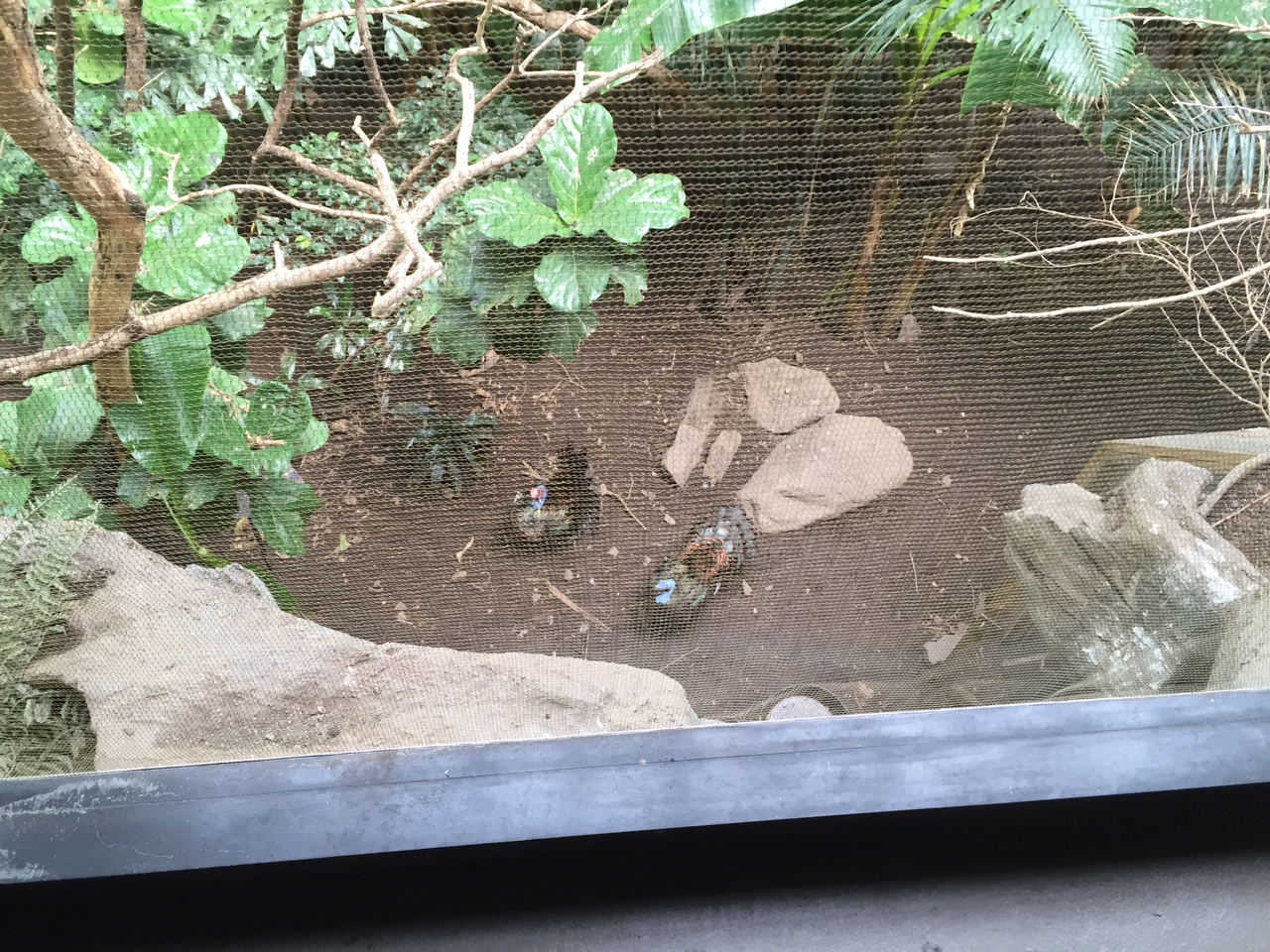 Two Male Ocellated Turkeys Displaying
