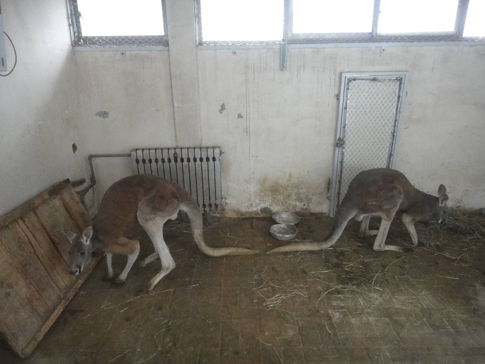 Two male red kangaroos (Macropus rufus)