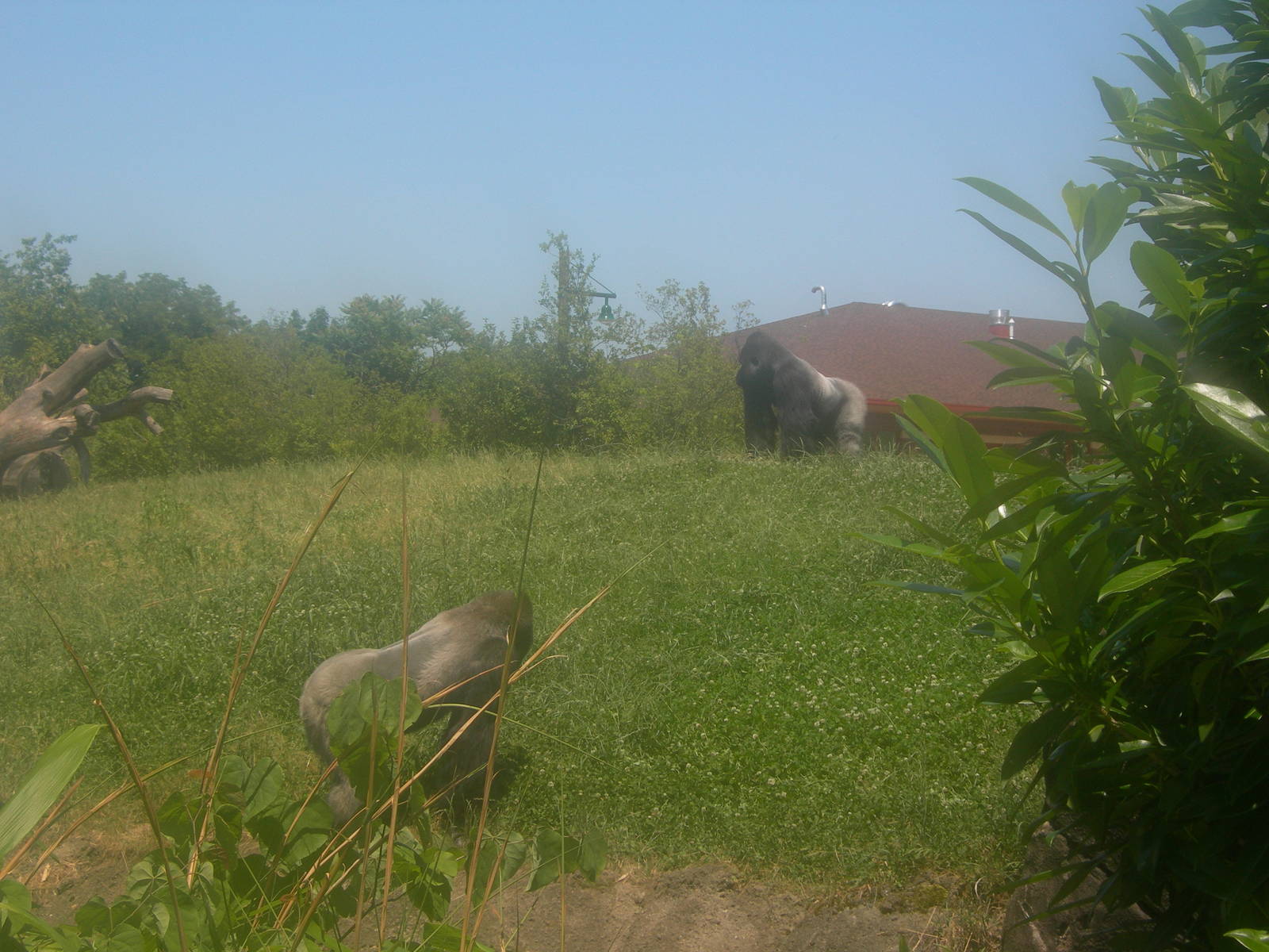 two male silverback gorillas