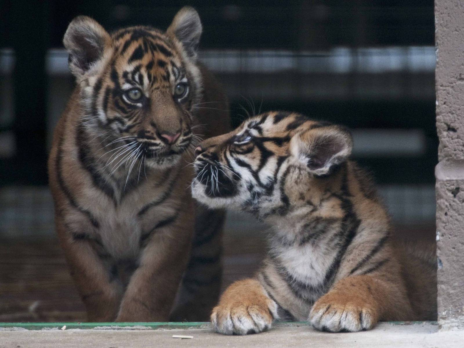 Two male sumatran tiger cubs