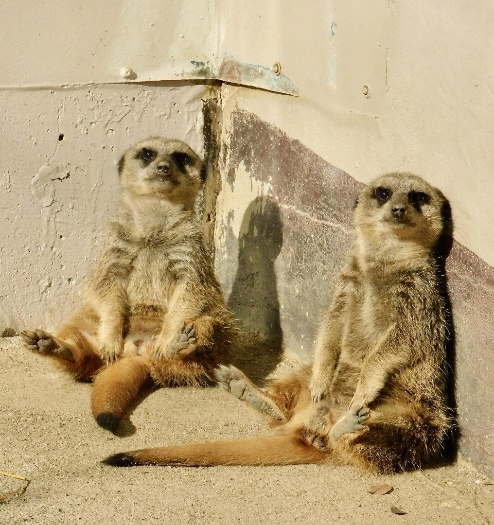 Two Meerkats (Suricata suricatta) - Tobu Zoo November 15, 2025