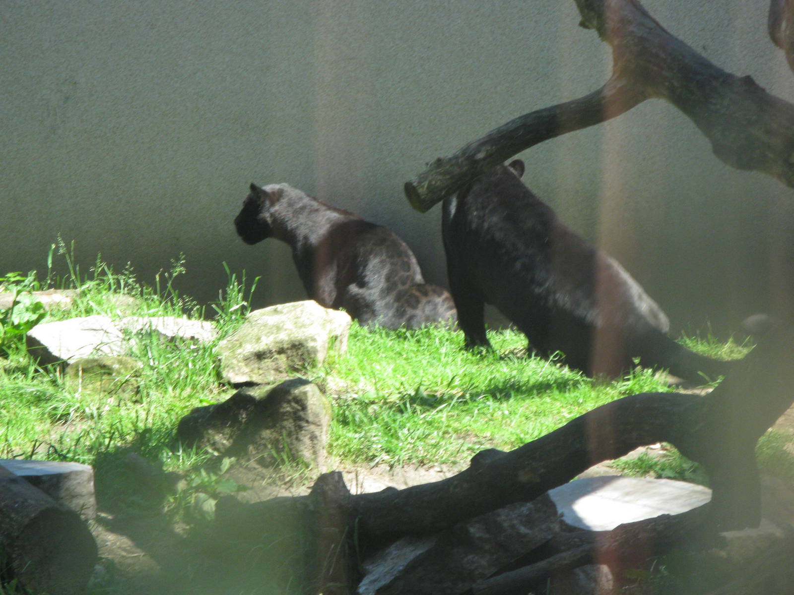 Two melanistic jaguars