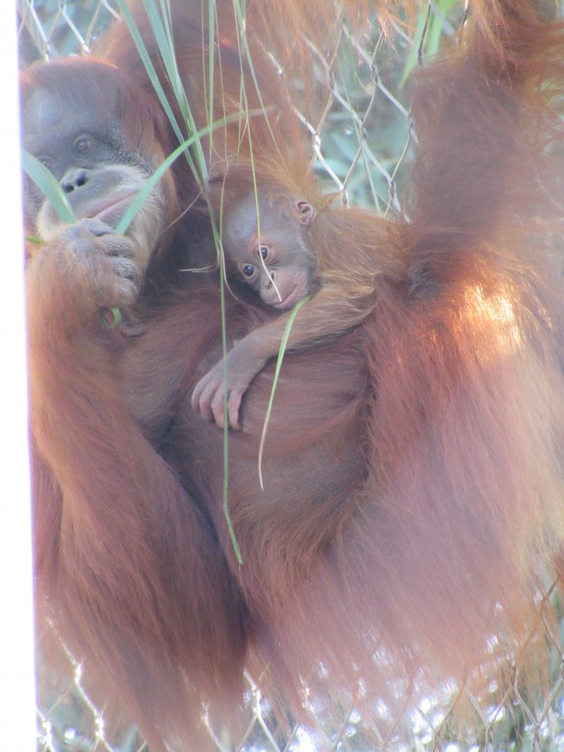 Two month old Sumatran Orangutan