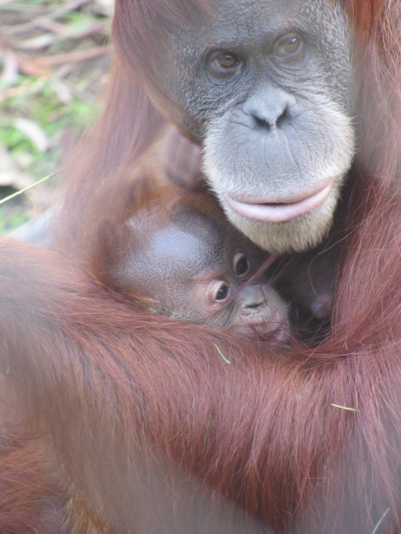 Two month old Sumatran Orangutan