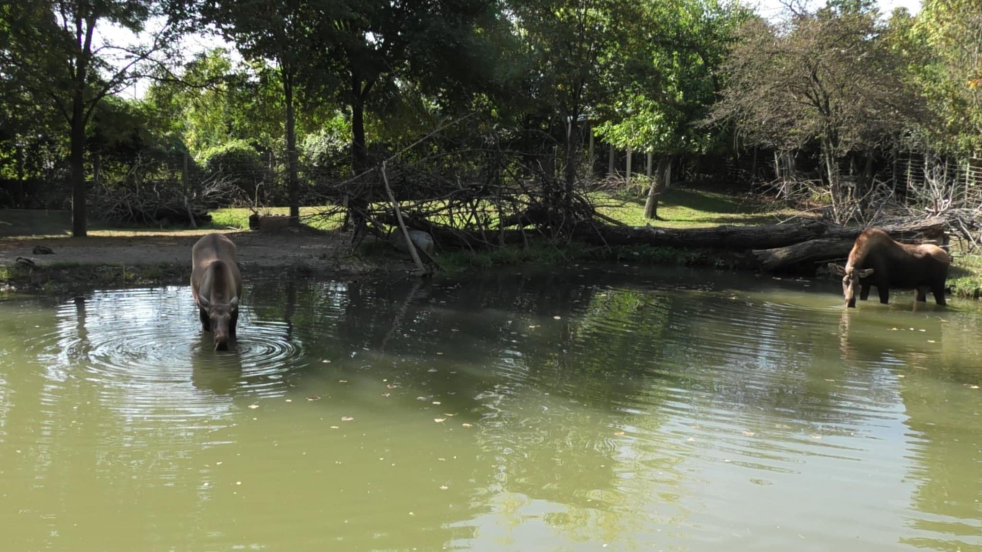 Two moose in the water